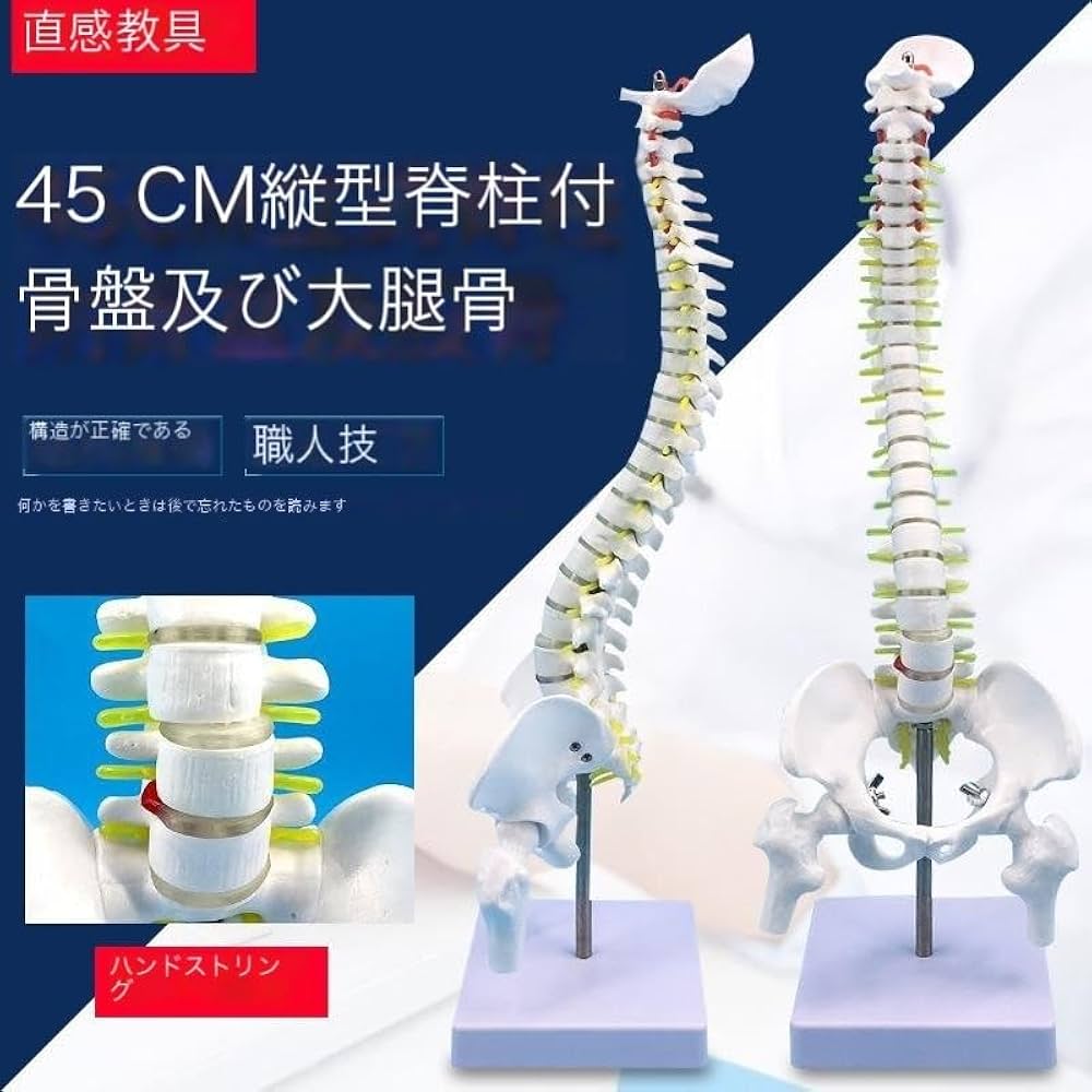 人体模型 脊椎構造 収納バッグ付き　全健会 人体模型 脊椎構造 収納バッグ付き 全健会 人体模型 脊椎構造 収納バッグ