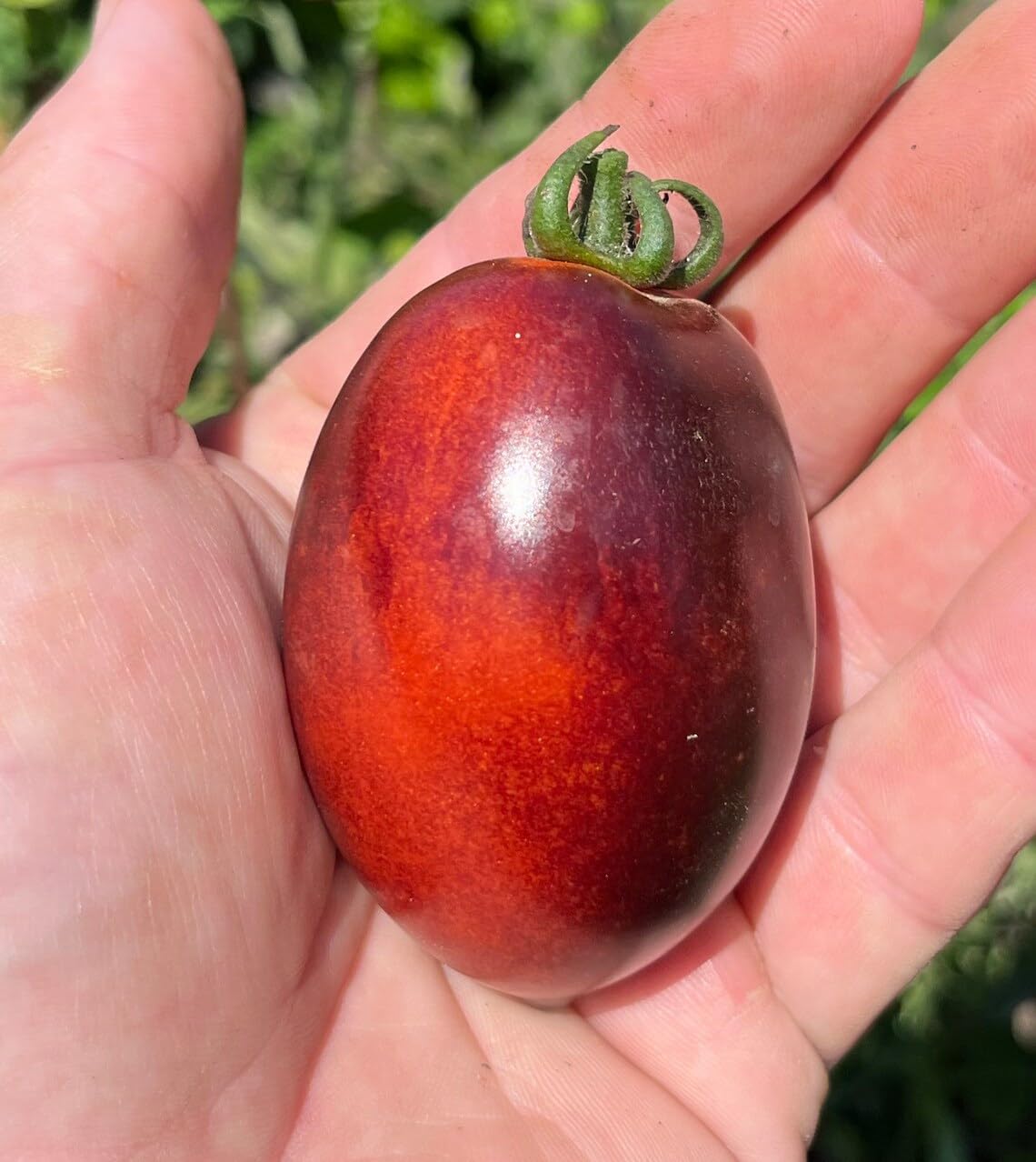 Amazon.com : Midnight Roma Plum Tomato Premium Seeds for Planting