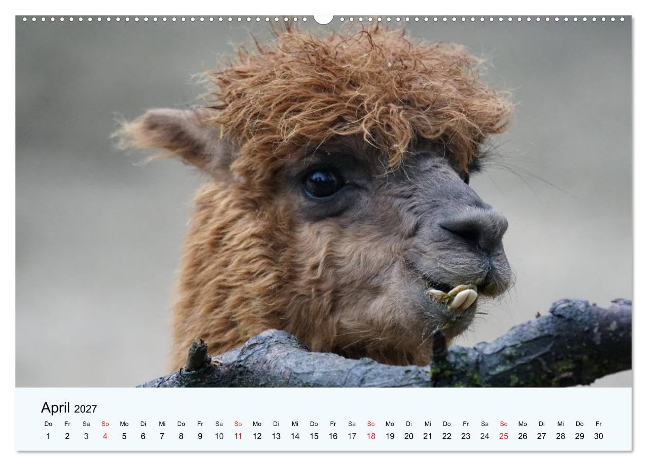 CALVENDO - Die Kameliden. Hübsche Kamele, Lamas und Alpakas (Wandkalender 2027 DIN A2 quer), Monatskalender: Die hübschen Tiere aus der Paarhufer-Familie