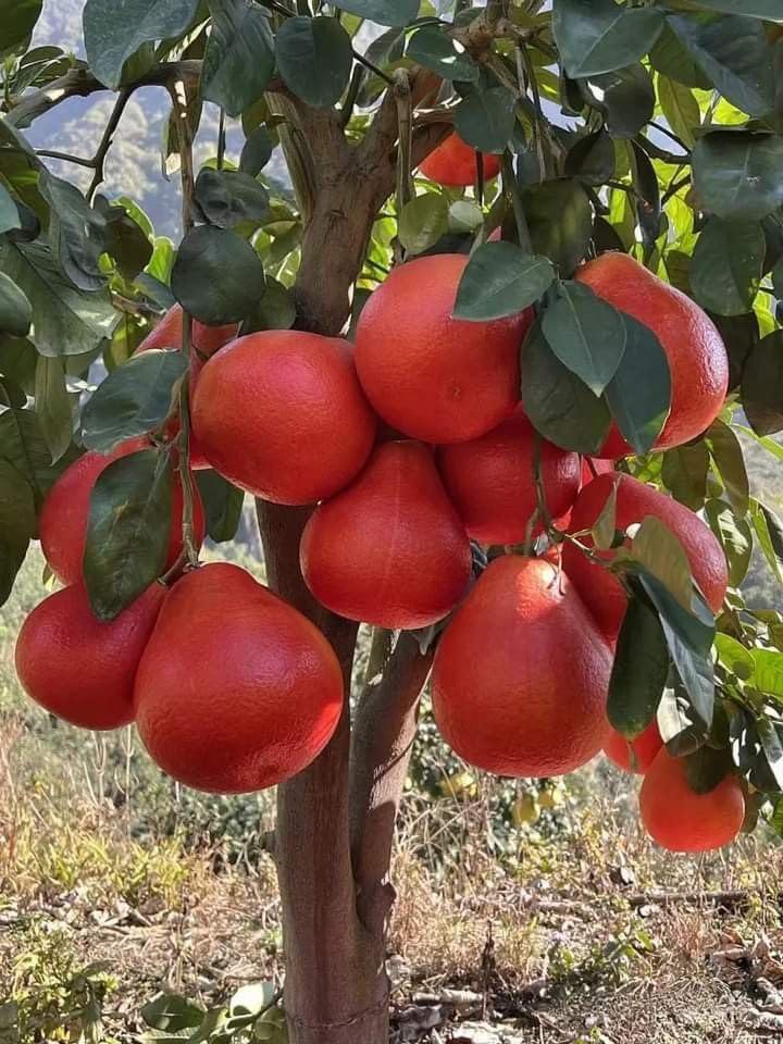 POMELO FRUIT PLANT (PACK OF 1) (B0CJ4S9LH4) Amazon Price History, Amazon Price Tracker