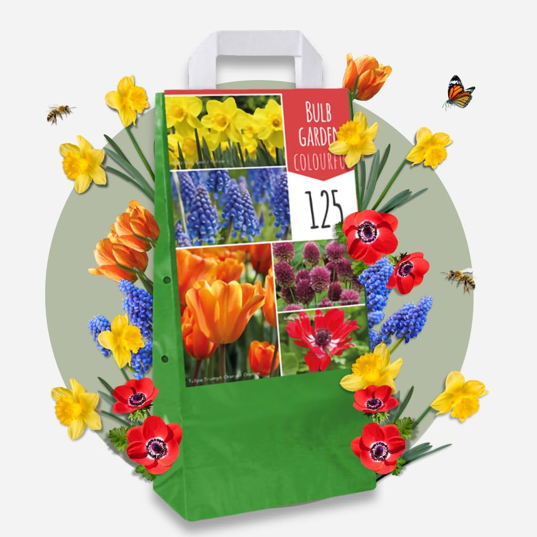 Plant in a Box - Bulb Garden Colourfu - Bulbos x250 - Mezcla Alegre de Bulbos de Flores - Tulipán - Anémona - Allium - Muscari