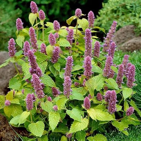 Plant World Seeds - Agastache Foeniculum 'Golden Jubilee' Seeds Cover