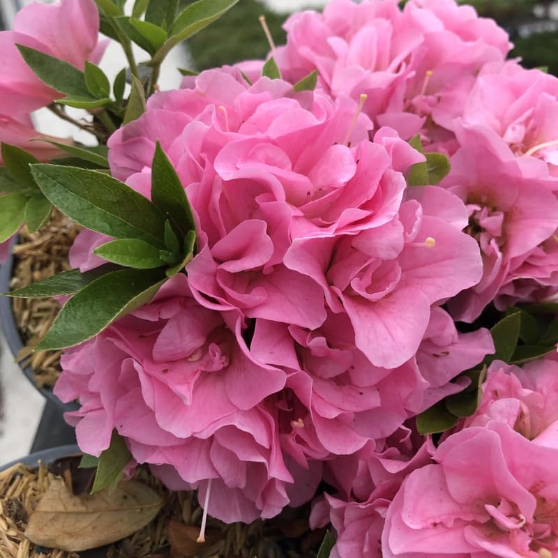 YOKEBOM Pink Reblooming Azalea