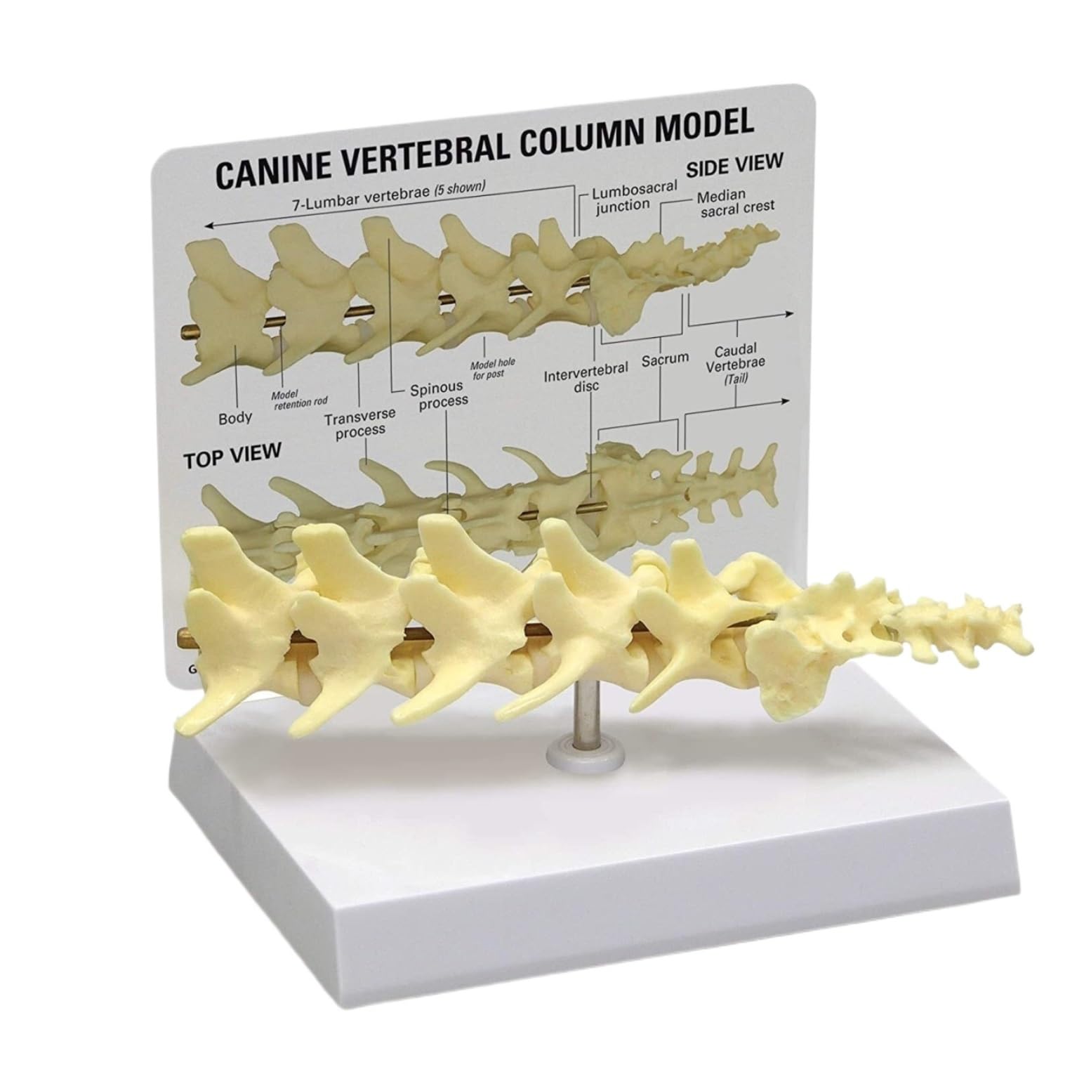Nespiq White Educational Training Canine Spine Model Anatomicals Vertebral Column For Veterinary Office Educational Tool Animal Teaching