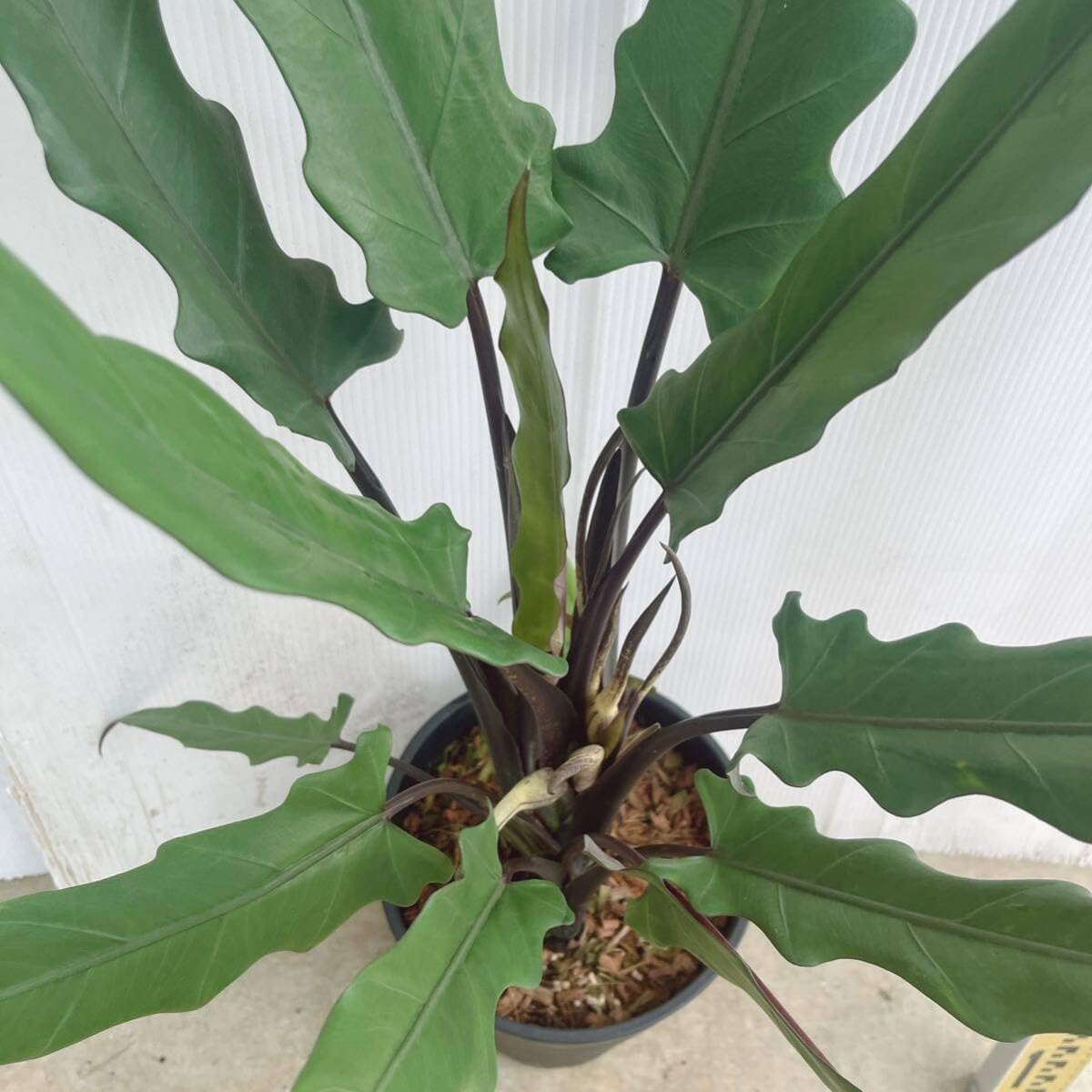 Amazon｜観葉植物 アロカシア ラウテルバキアナ7号 品種レア 大型大株