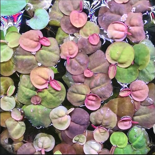 30 + Leaves of Red Root Floaters-Live Aquarium plants-4oz Cup from Shore Aquatic