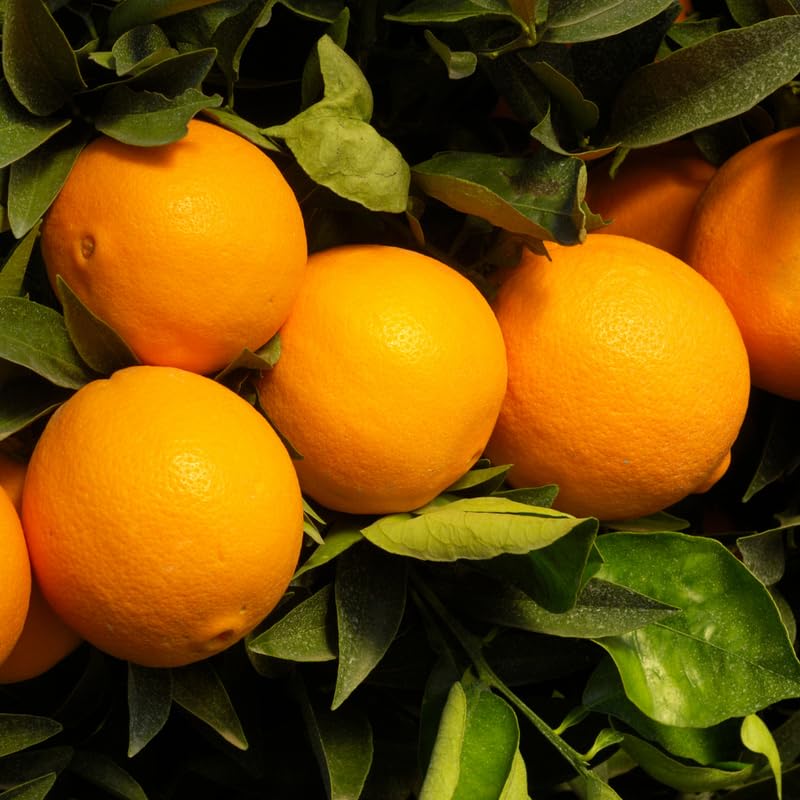 Navel Orange Tree in 3 Gallon, 1-2 Ft Orange Trees Live Plants for Outdoor Garden, Sweet Citrus Fruit Tree Plant No Ship to CA