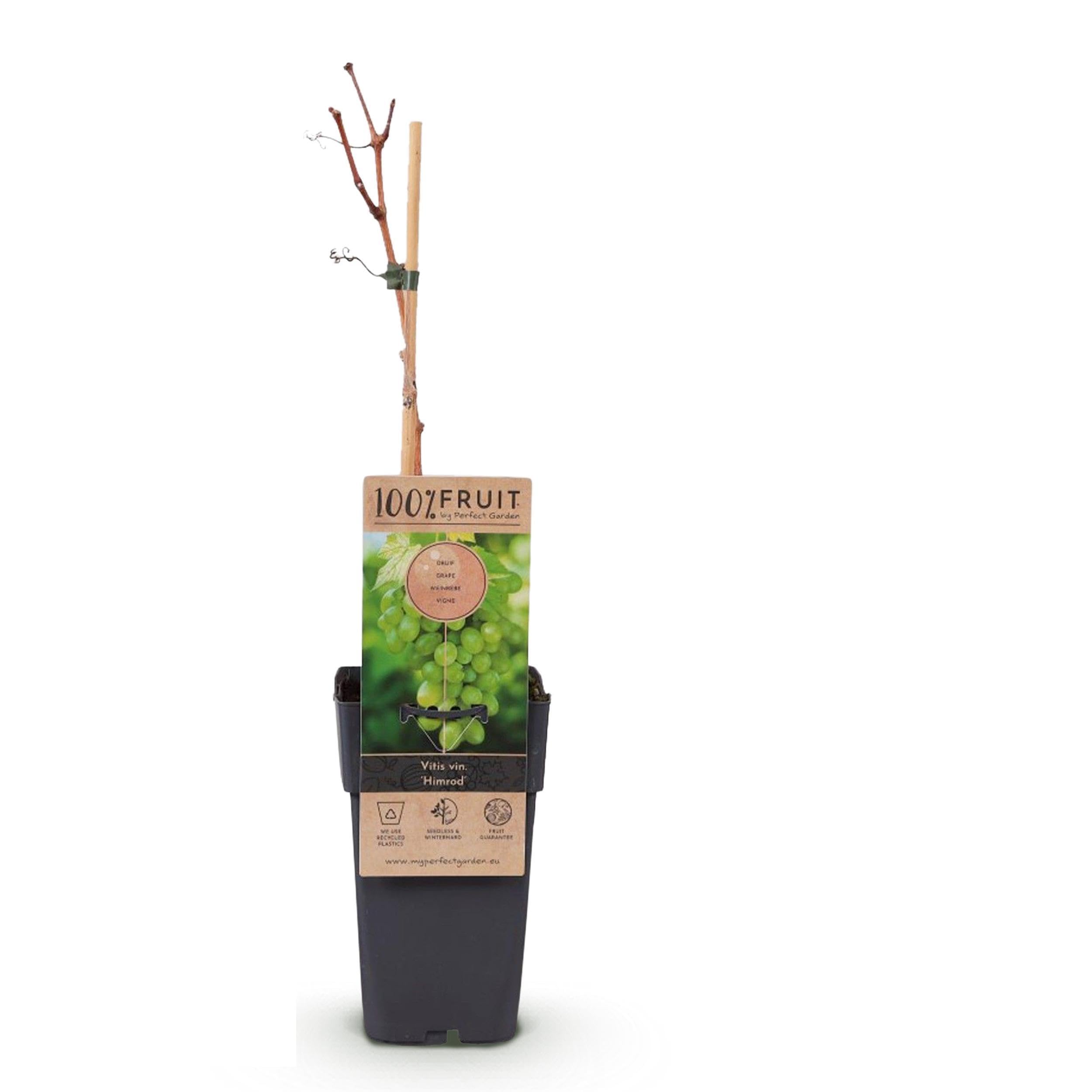 Obstpflanze - Weiße Traube - Vitis vinifera Himrod - Kernlos - 2 Pflanzen - 40-50cm - Ø15cm - Gartenpflanze