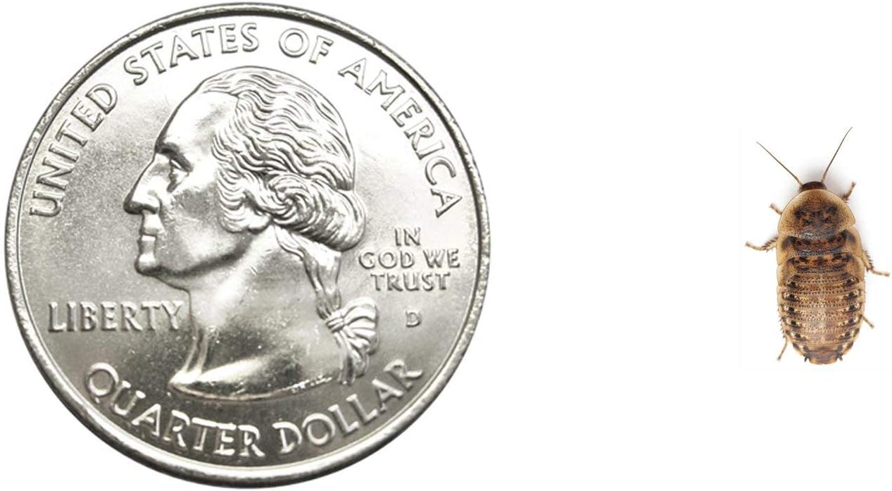 400 Small Dubia Roaches by DBDPet | Live Arrival is Guaranteed