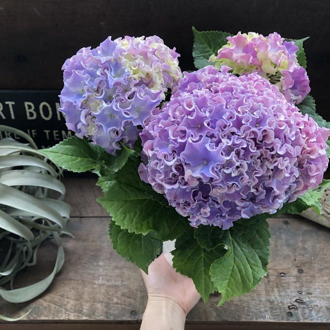 Amazon | コーラルリーフ 4号 紫陽花 アジサイ カップ咲き | ノー