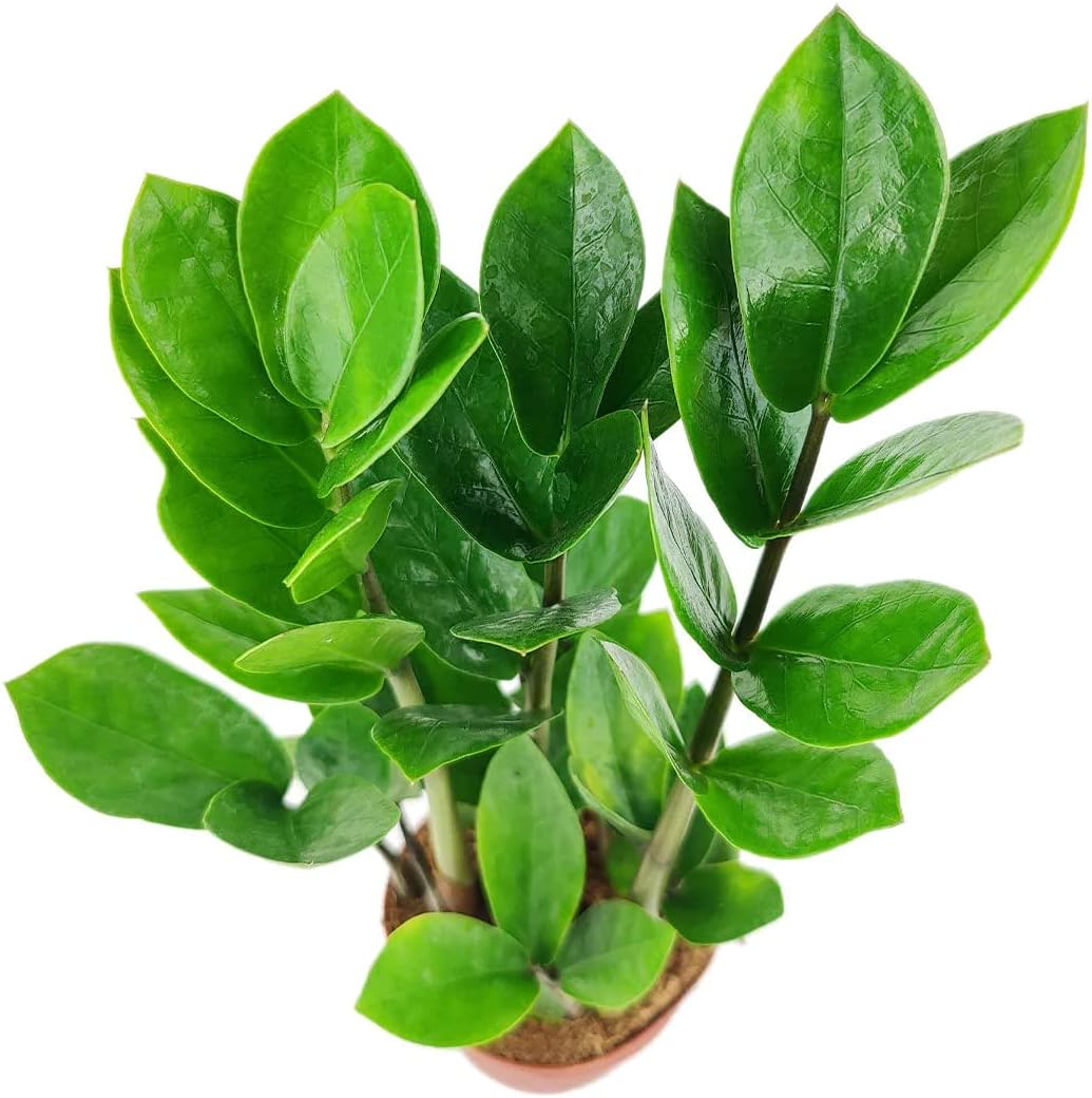 ZZ Plant (4" Grower Pot) - Low Light and Healthy Houseplant - Easy to Care, Easy to Grow Plants for Beginners - Live Healthy Houseplant for Home Office Decoration - Air-Purifying Indoor Plant