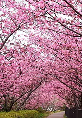 20Pcs Japanese Flowering Cherry Blossom Seeds #TOP4