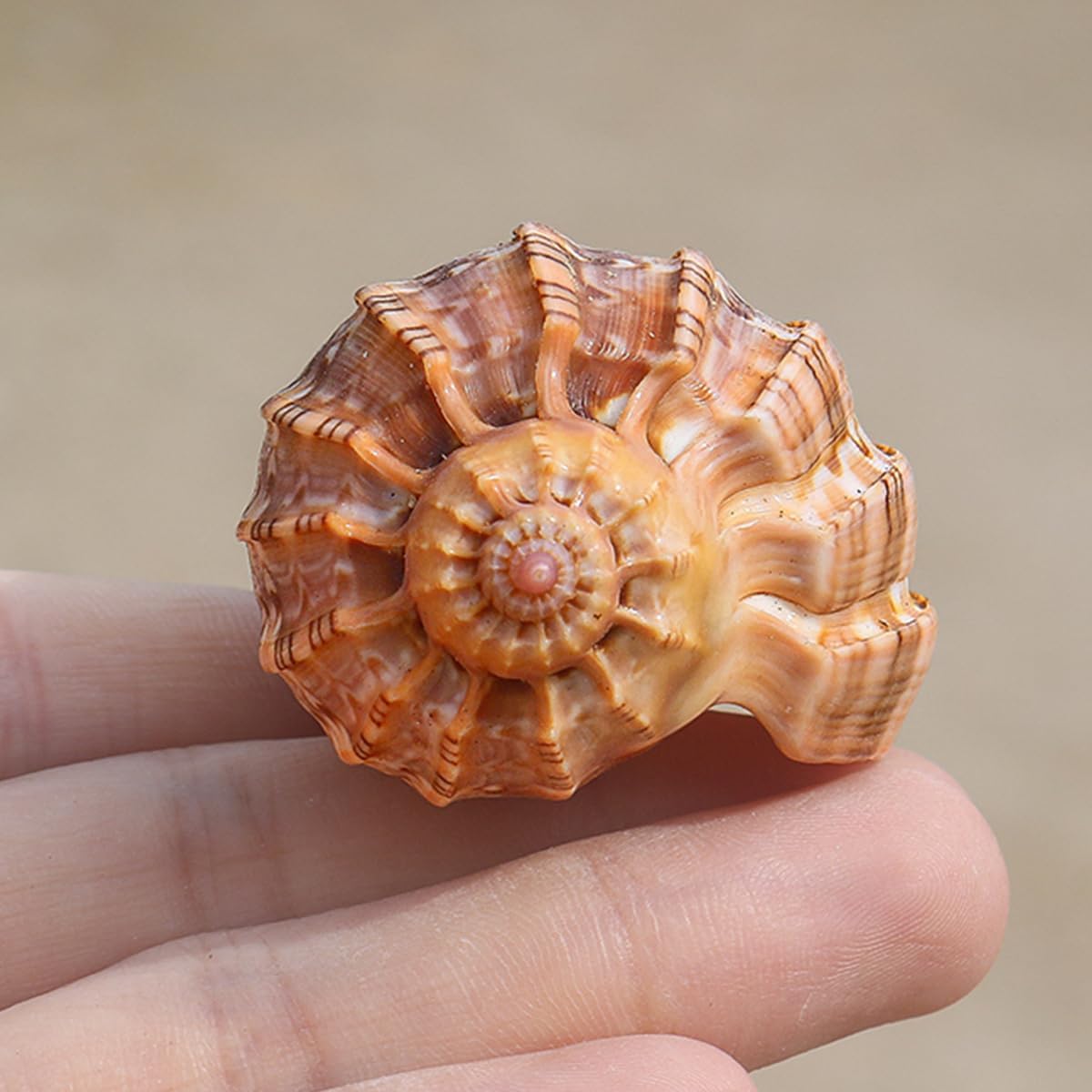 Large Natural Conch Shell,Ocean Conch, 1Pc 6.5-7Cm Large Natural Rare Real Sea Shell Conch Home Fish Tank Marine Decoration Seashell Wedding Festival Party
