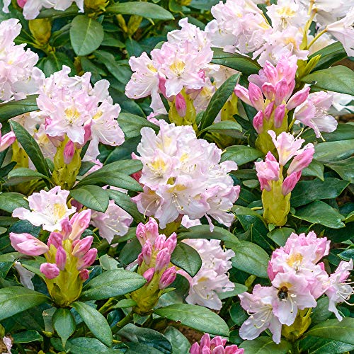 Rhododendron Percy Wiseman Live Hardy Evergreen Bushy Garden Shrub Plant in Pot (5 Litre Pot, 50-70cm)