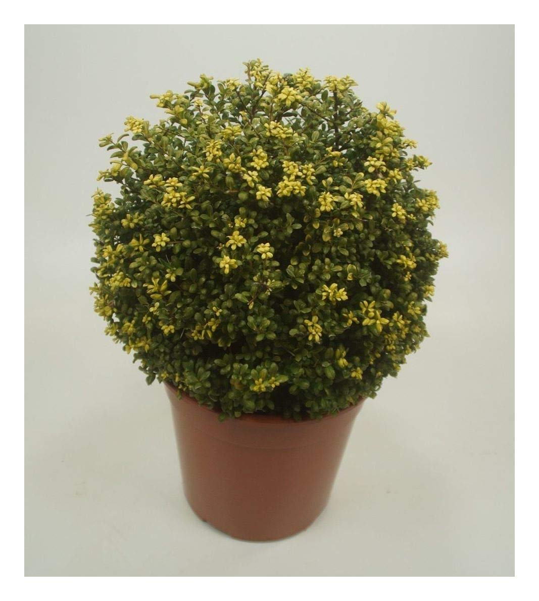 Stauden Gänge 1 x Ilex crenata 'Convexa' Kugel Löffel Ilex winterhart