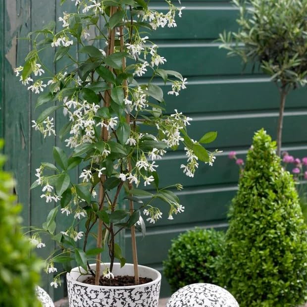 Roots Plants Evergreen Star Jasmine Plant in a 2L Pot - Trachelospermum jasminoides - Highly Fragrant White Flowers, Hardy Climbing Garden Plant (2L Pot)
