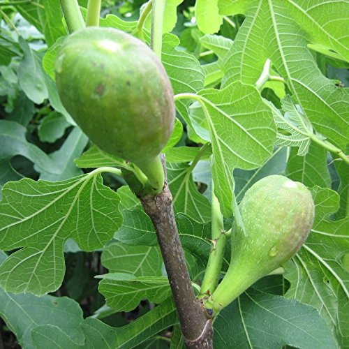 Feigenbaum Pfälzer Fruchtfeige sehr robuste winterharte Feige Ficus im 2-3 Liter Topf ca. 30-40 cm Cover