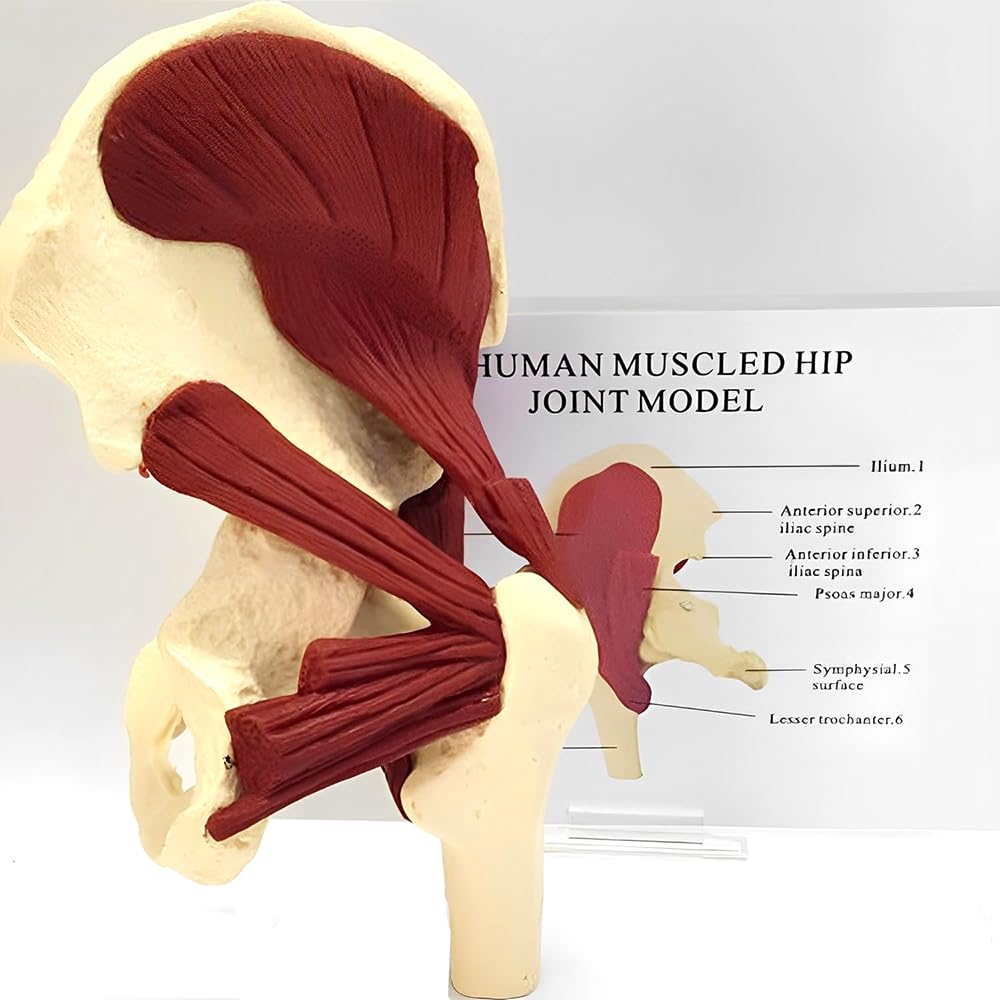 Model anatomii stawu biodrowego, model więzadła nerwu mięśniowego, model szkieletu prawego stawu biodrowego z mięśniami, do anatomii i fizjologii, edukacji naukowej