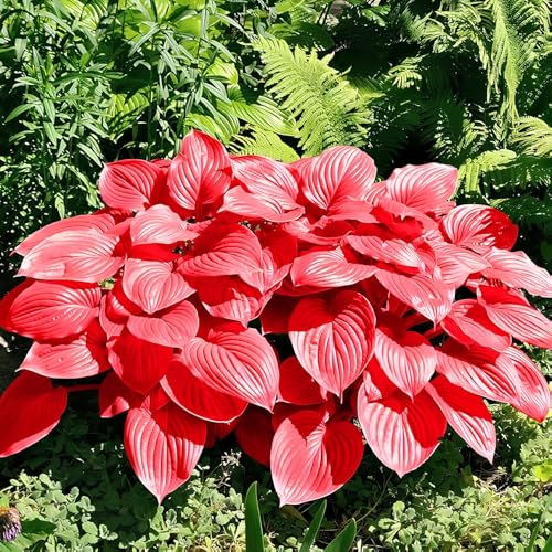 Image of Hosta Seeds For Planting (200 SEEDS) Low Maintenance - Grow Indoor /Outdoor Both - Grow Year Round (RED WONDER)