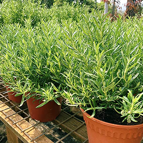Urban Turtle Rosemary Seeds Herbal Plants For Growing By Urban Turtle (B096WZWNX5) Amazon Price History, Amazon Price Tracker