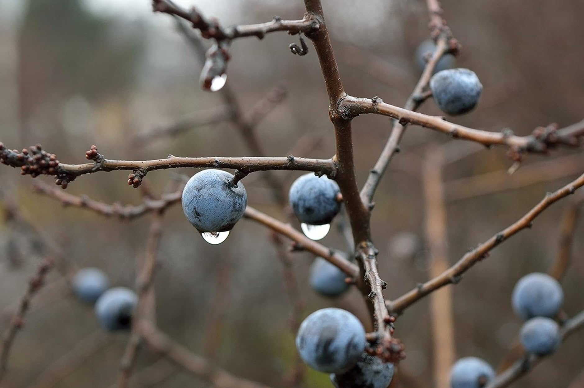 F&G Supplies Blackthorn Hedging Plants Bare Root Prunus Spinosa Native Trees Sloe Berries (Single - 10 Packs) (3, 3ft (90cm))