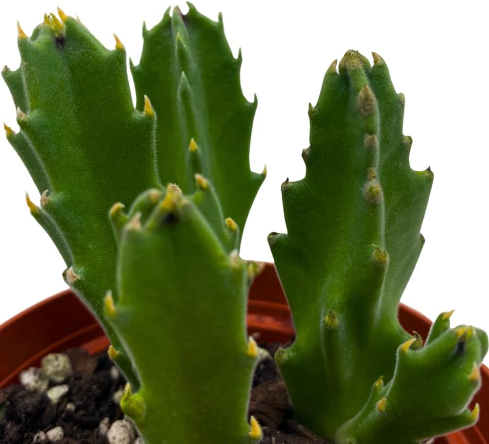 BubbleBlooms Stapelia gigantea, Giant Starfish Flower, Rare Huernia, Zulu Carrion Giant Plant, 4 inch Pot