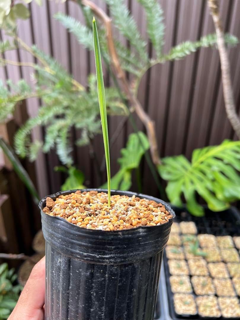 トリスリナックス・カンペストリス トリスリナックス・カンペストリス トリスリナックス・カンペストリス トリスリナックス・カンペストリス