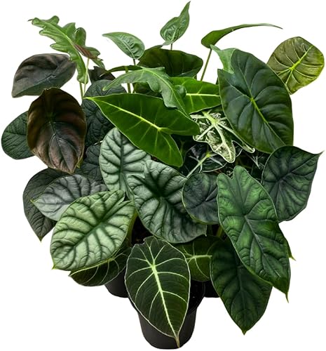 BubbleBlooms Alocasia Surtido Set, ollas de 4 pulgadas, 10 Alocasias Frydek diferentes, terciopelo negro, Maharani, Escudo Regal, Bambino, Tiny