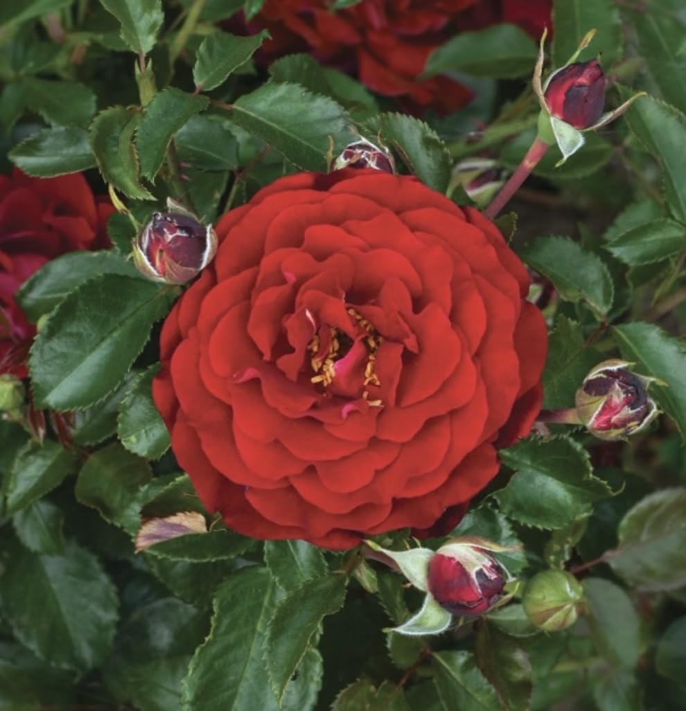 'Hallie' Standard Rose Tree Budded at 100cm - Red Blooms - 7LPotted - Lovely Gift Idea