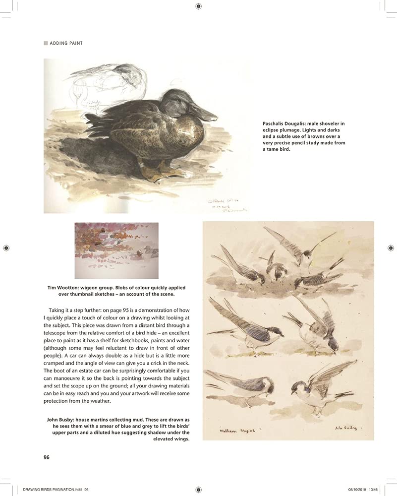 Drawing and Painting Birds