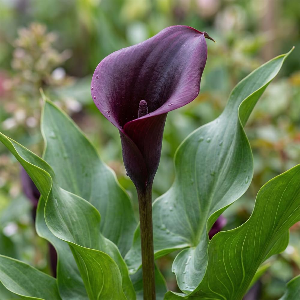 Calla Lys violets noirs rouges 5 bulbes hollandais grands pour pot