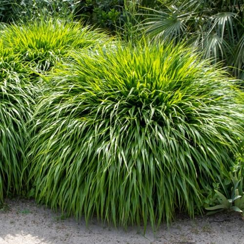 Hakonechloa Grass Live Plant, Japanese Forest Grass Plants, Perennial Hakonechloa Grass Plants Live, Live Ornamental Grass Starter Plants, Appx 4 to 6 Inch Tall