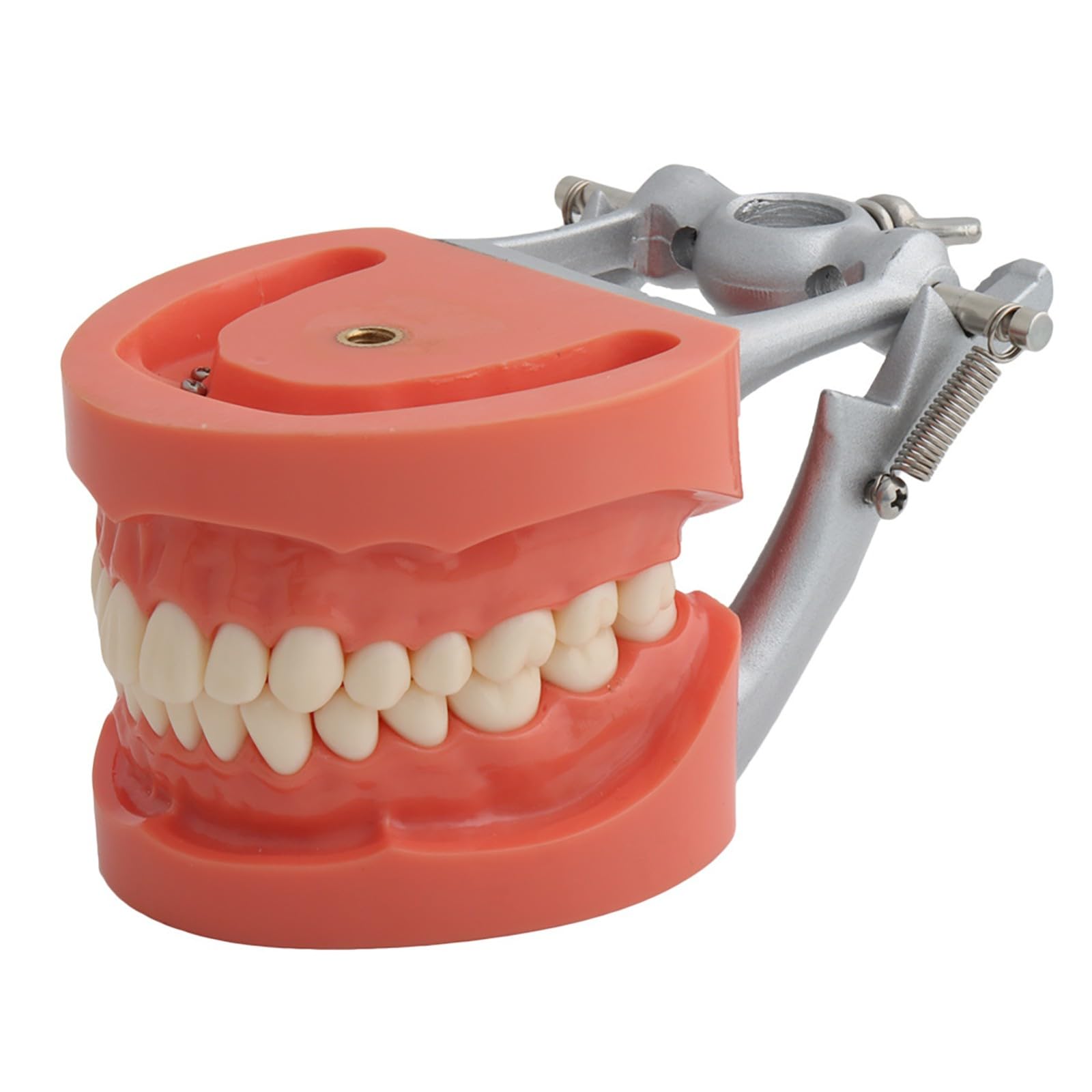 Modello Typodont Dentale con 32 Denti Rimovibili per Insegnamento e Pratica, 200 Tipi Ideale per Studio Odontoiatrico e Dimostrazione
