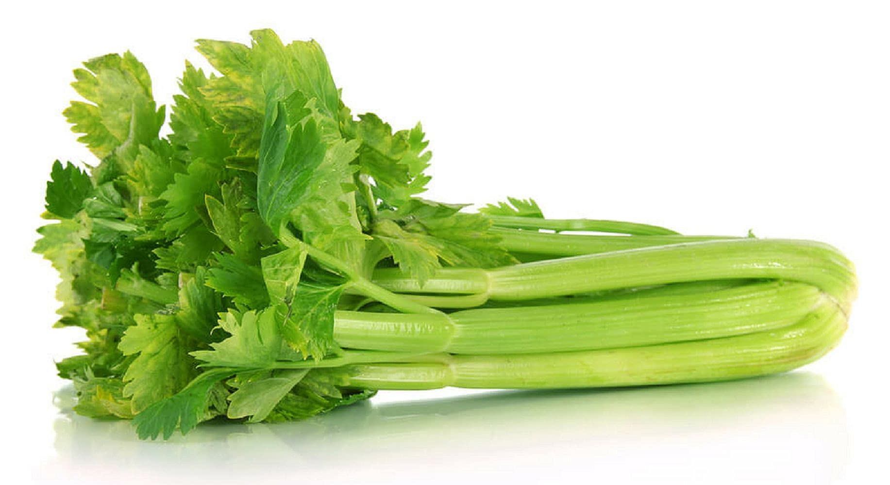 PLANTOGALLERY Vegetable Seeds |Celery Vegetable Seeds For Garden (20 Seeds Pack)