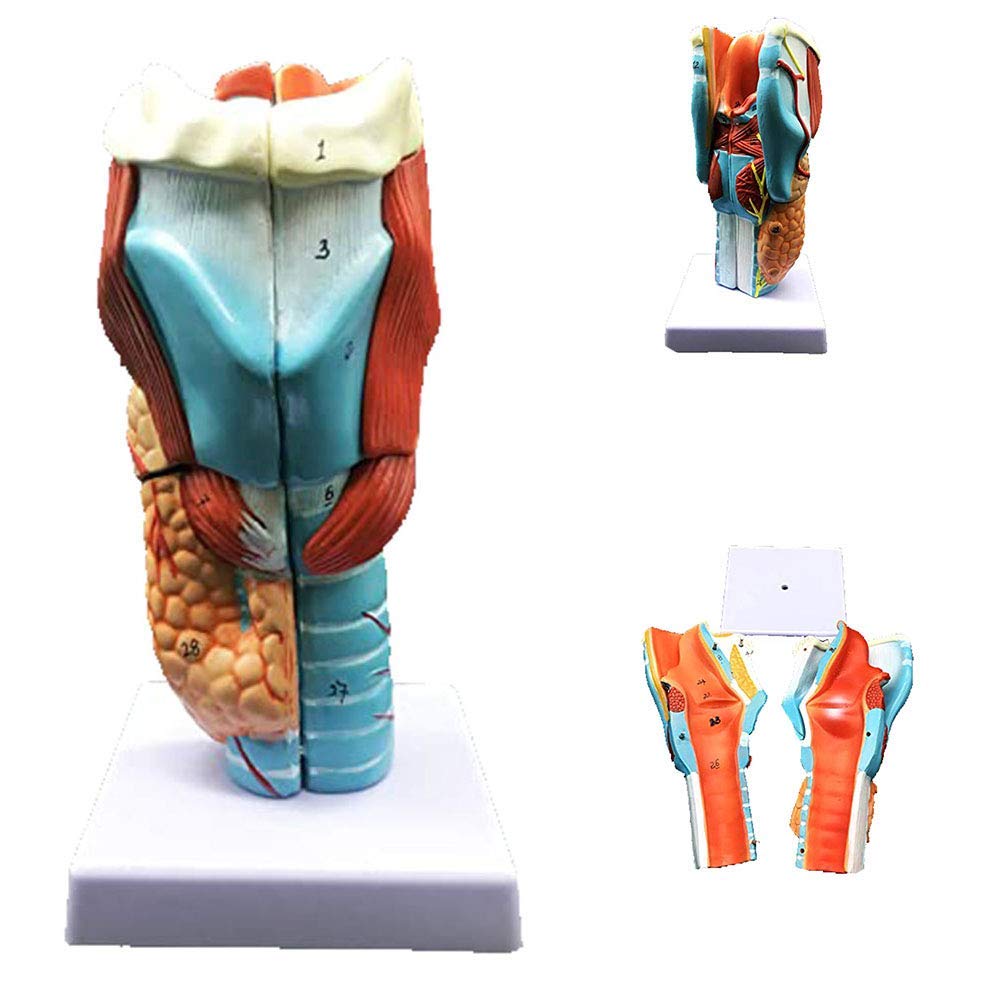 Sjdopulse Light Human Anatomy Teaching Model, Laryngeal Anatomy Model, Laryngeal Enlargement Model, Is The Best Teaching Aid For Medical Education