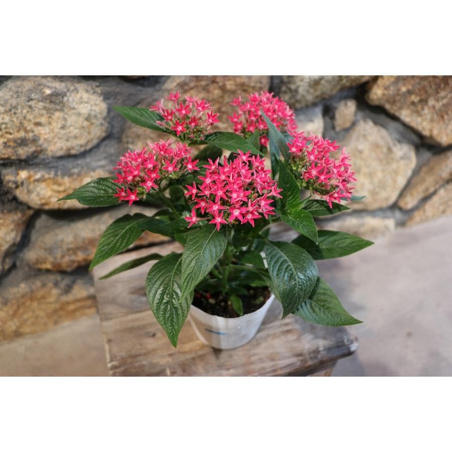 Amazon.co.jp: ペンタス レッド 3～3.5号ポット苗 3株セット 寄せ植え