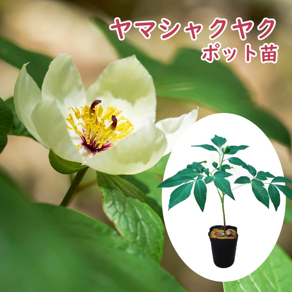 山野草 緑花多弁 ヤマシャクヤク 実生3年F 【公式通販】