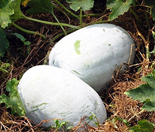 Ashgourd seeds (100 Grams)