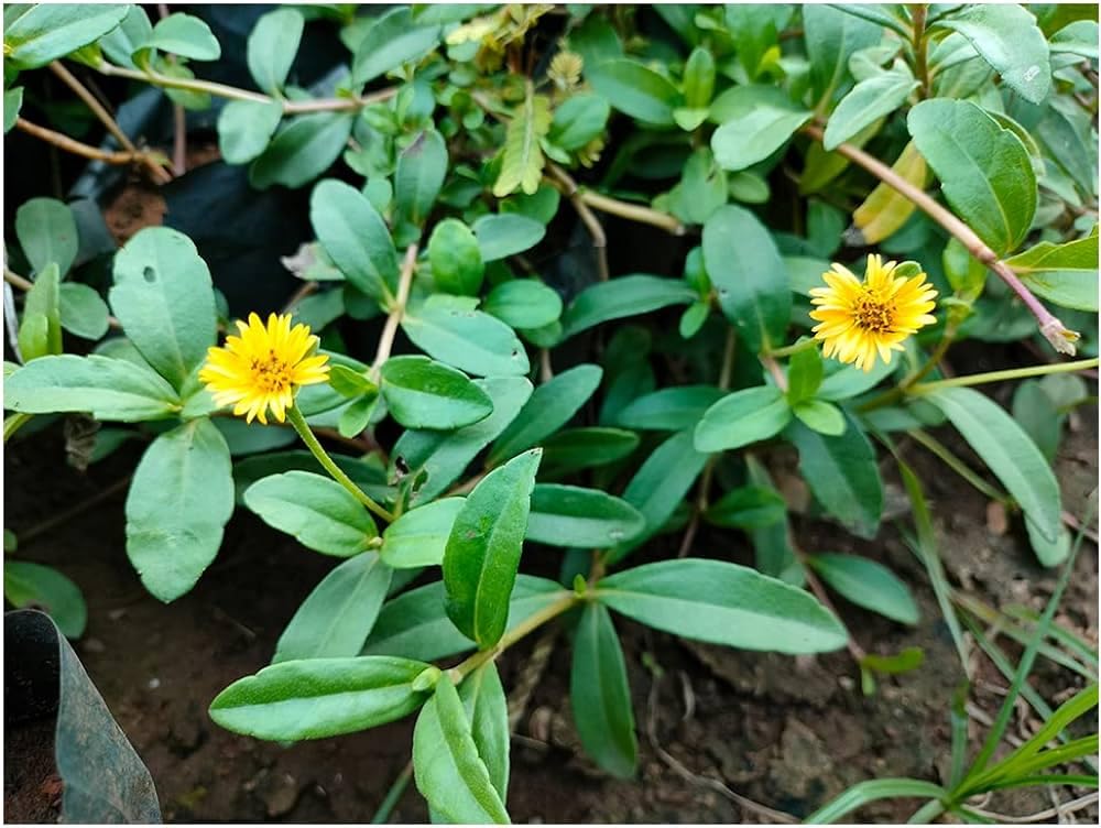 Natural F1 Original Yellow Bhringraj Plant Live (Eclipta alba), Little Yellow Star, Yellow False daisy, Yellow Flower Plant, Karisalankanni,Medicinal Plant Live With Pot Pack of 1-image-40