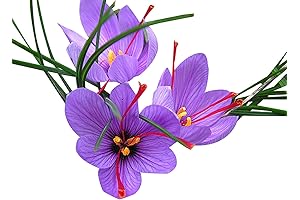 Crocus Sativus Corms: Grow Your Spice (25 Pack)