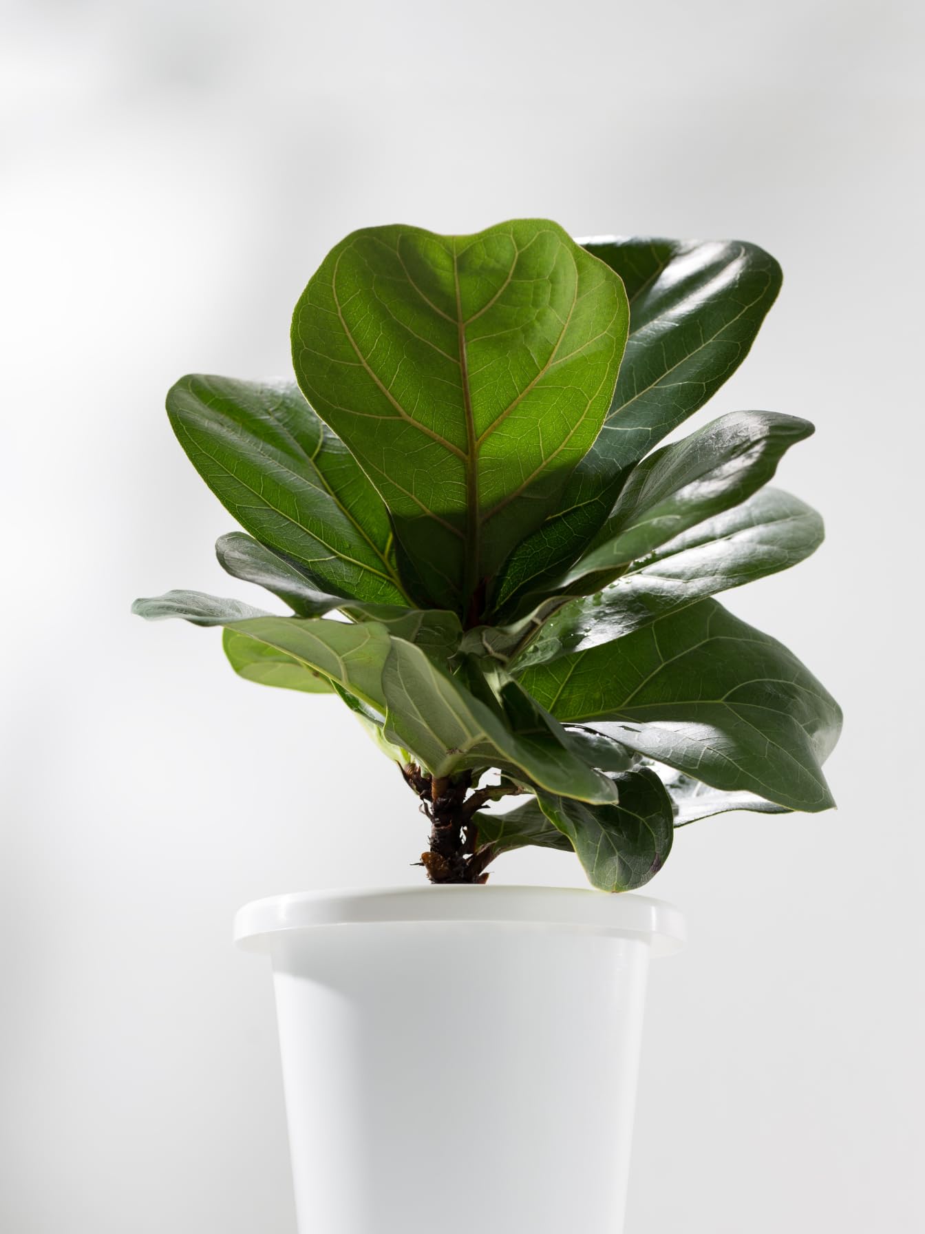 SUGRAM PLANTS Live Ficus Lyrata Fiddle Leaf Fig Indoor Outdoor Plant with Self Watering Pot for Table Top & Home Decor (Pack of 1) indoor plants for living room (B0CPFQ73W6) Amazon Price History, Amazon Price Tracker
