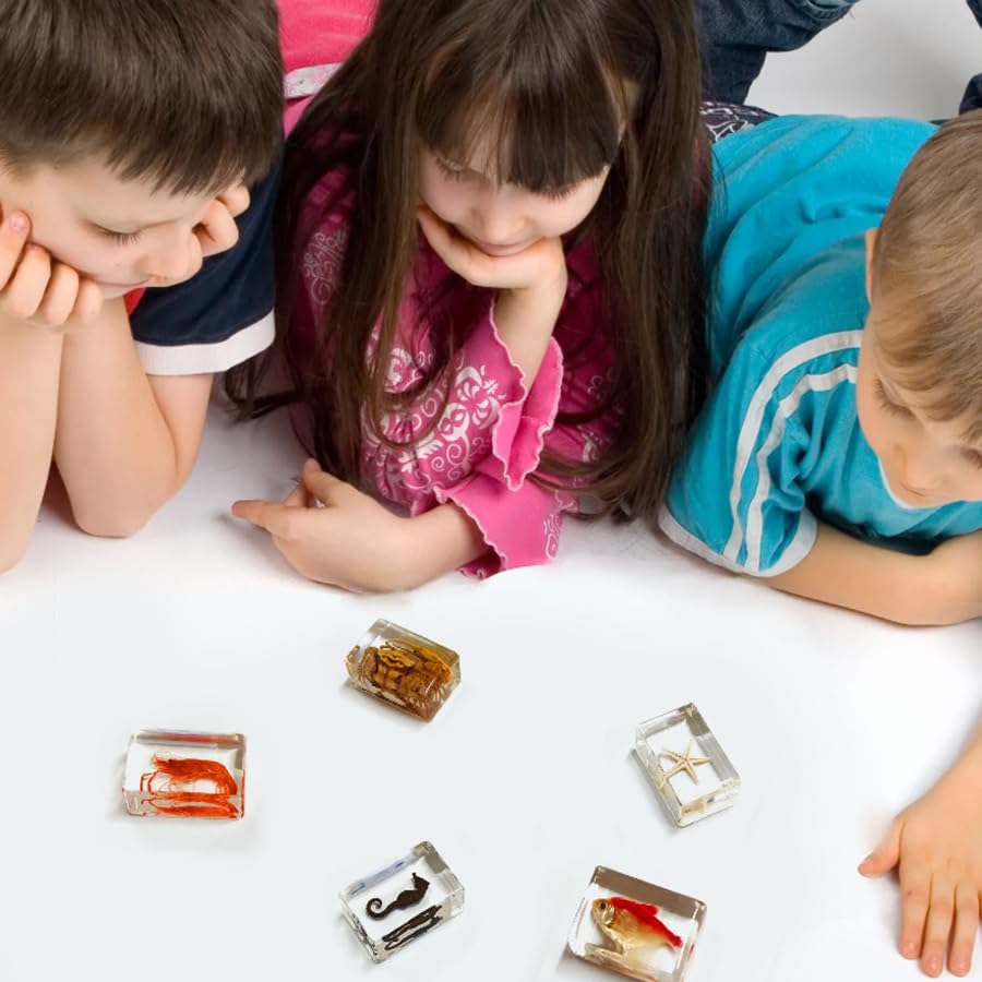 12 marteaux en Papier pour spécimens d'insectes d'animaux Marins en résine, spécimens d'insectes réels en résine pour expositions d'éducation Scientifique (océan)