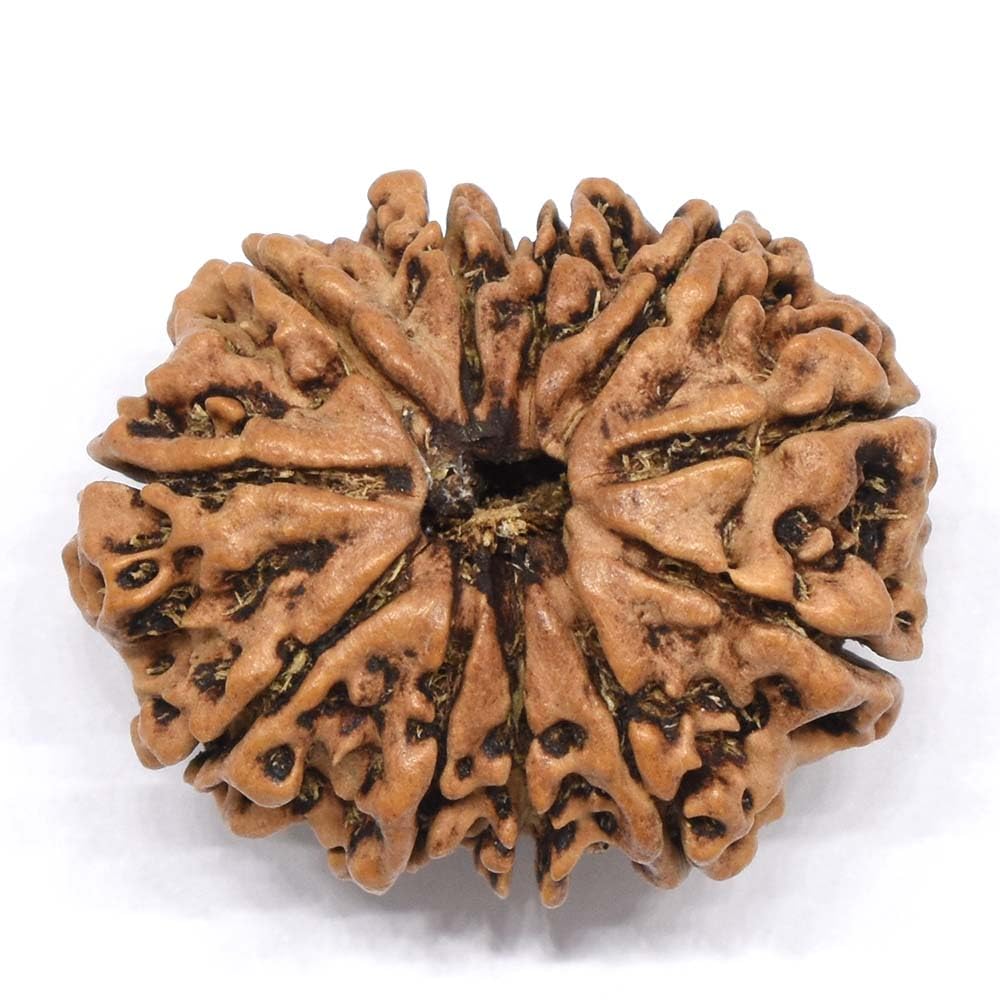BluDiamond Eleven Mukhi Rudraksh Oval Gyarah Mukhi Rudraksha Pendant Pure 11 Mukhi Rudraksha Nepal Original Certified ग्यारह मुखी रुद्राक्ष 11 Face Rudraksha Blessed Lord Kesari Nandan-image-37
