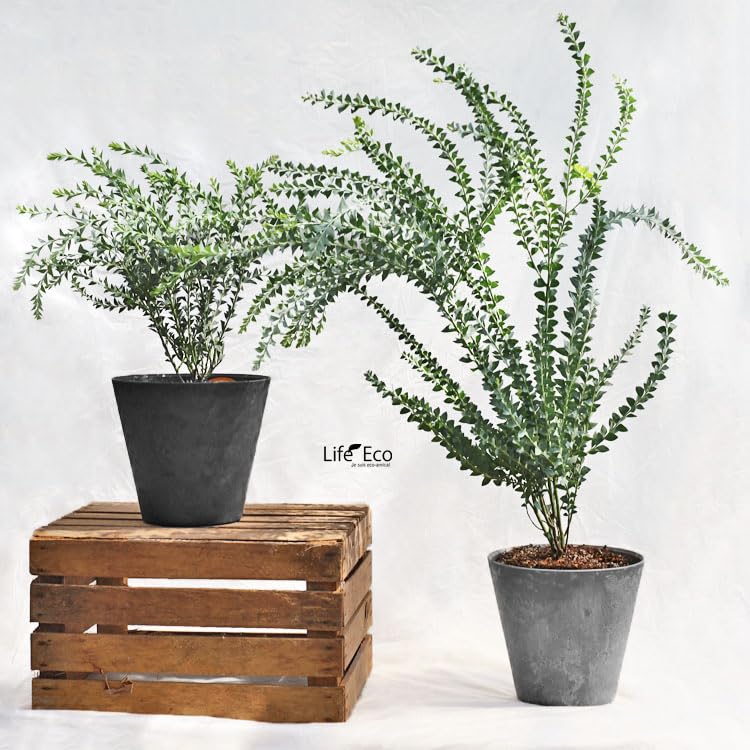 Amazon.co.jp: 植木・庭木アカシア・サンカクバ（三角葉アカシア 