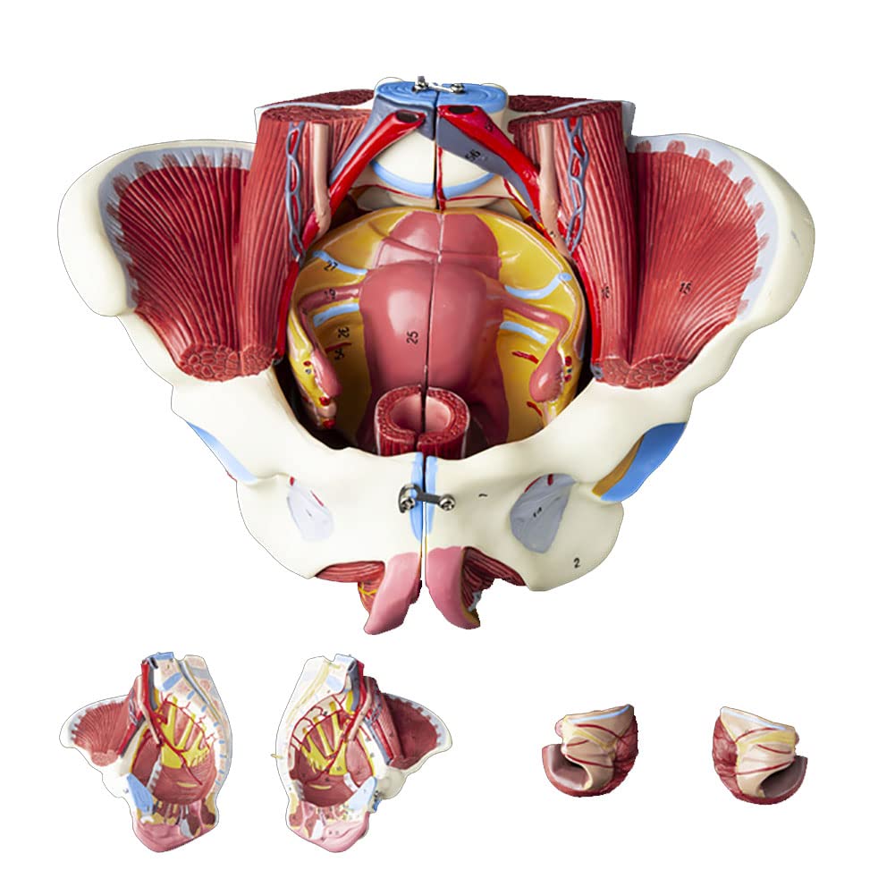 Amazon.co.jp: 人間モデル女性骨盤会陰モデル骨盤底筋付き1:1等身大