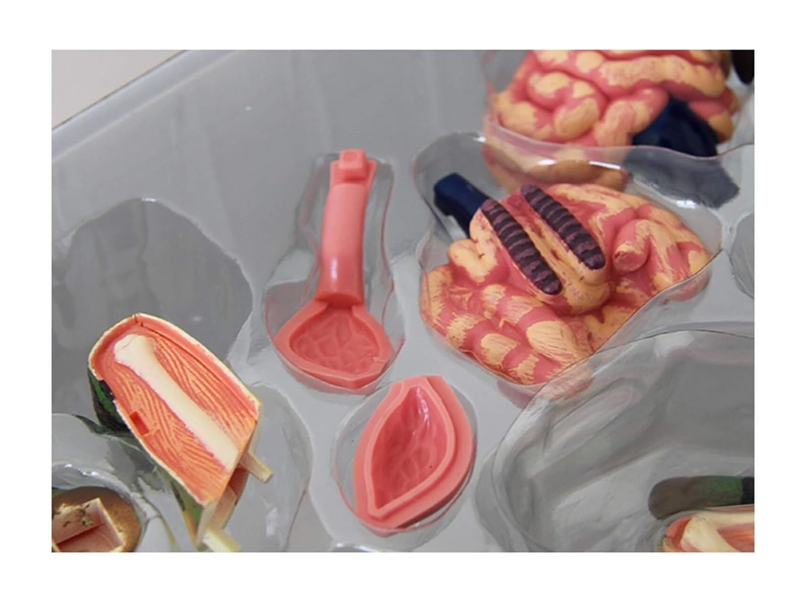 Anatomiczny model żaby - wizja 4D Biologiczna pomoc szkoleniowa dla edukacji - szczegółowy model edukacyjny do badań biologicznych