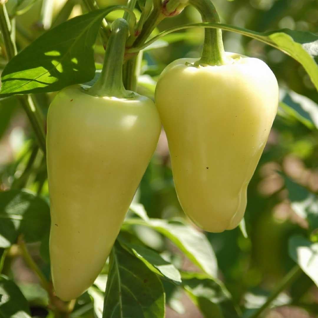 Zeniso® Sweet Pepper Seeds Romanian Mira Paprika - Vegetable Seeds, Indian Vegetable Seeds, High Germination Seeds For Home & Garden (B0D9YL97Q5) Amazon Price History, Amazon Price Tracker