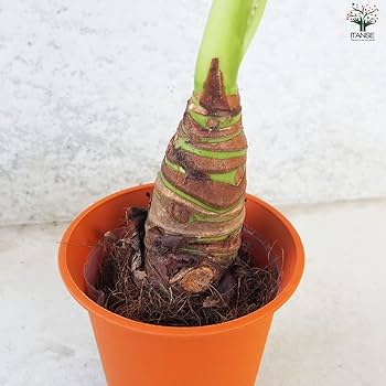 観葉植物 芋科 Amazon｜クワズイモ 4号ポット 2個セット 【品種で選べる観葉