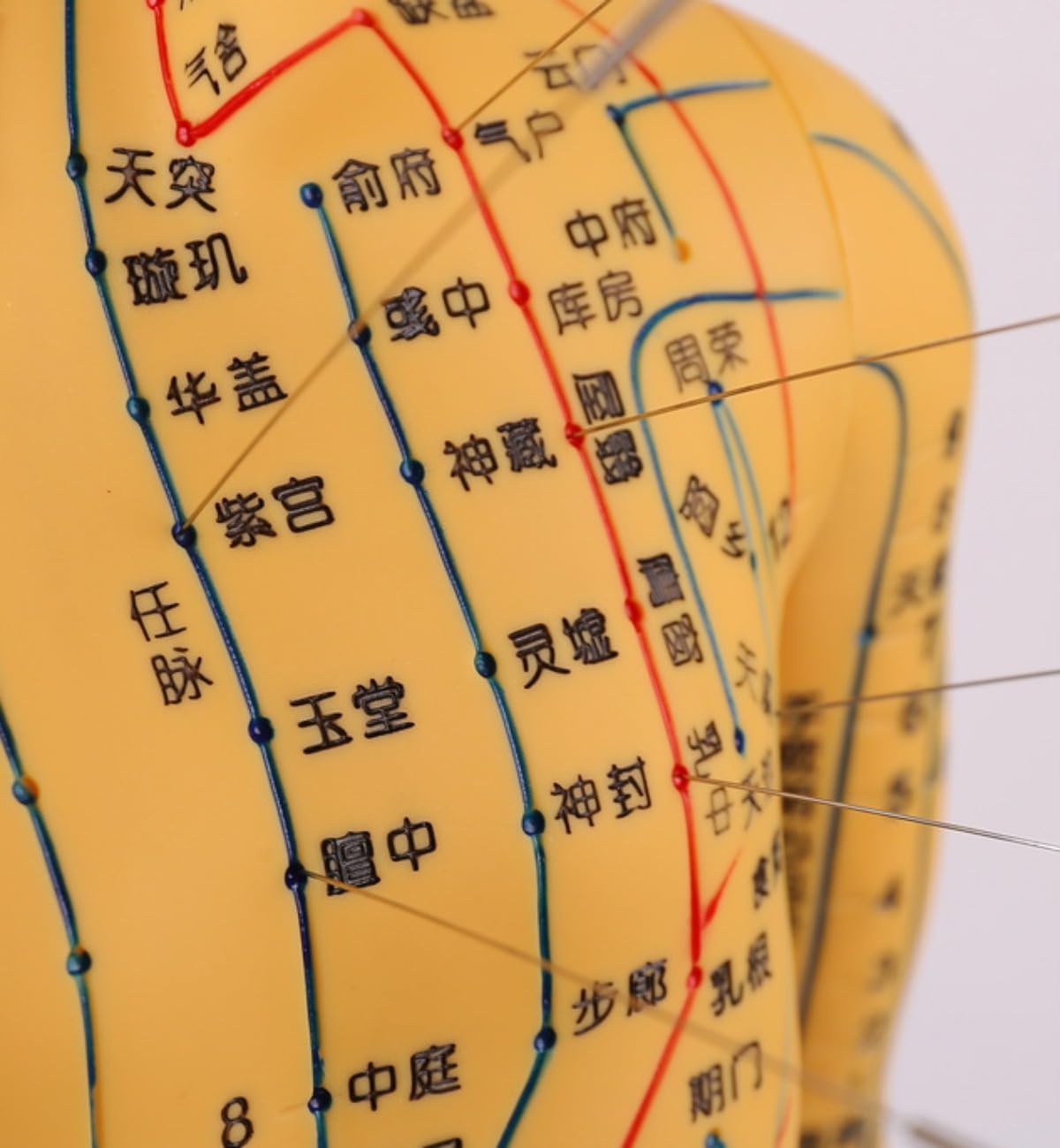 Amazon.co.jp: Pazzfre 鍼灸用人体モデル 40cm 男女セット クリア経絡 