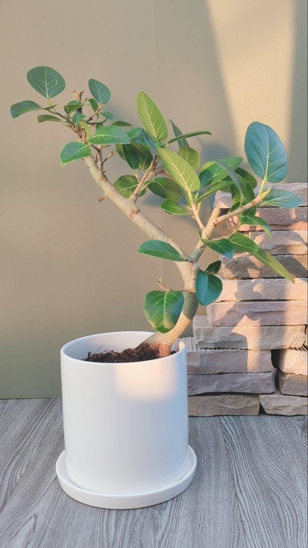 希少レア多頭 ビカクシダ 大鉢 ザミアプミラ ザミア メキシコソテツ 10